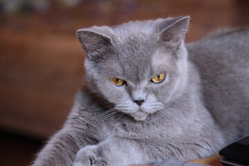 British gray cat with yellow eyes.