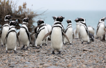 Fototapeta na wymiar Magellanic penguins at the beach of Cabo Virgenes at kilometer 0 of the famous Ruta40 in southern Argentina, Patagonia, South America 