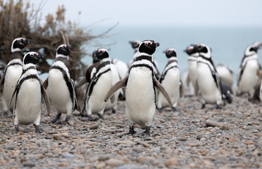 Magellanic penguins at the beach of Cabo Virgenes at kilometer 0 of the famous Ruta40 in southern...