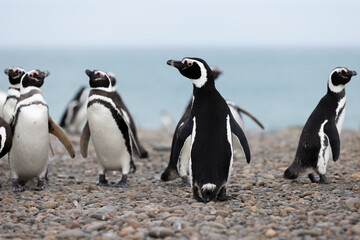 Obraz premium Magellanic penguins at the beach of Cabo Virgenes at kilometer 0 of the famous Ruta40 in southern Argentina, Patagonia, South America 