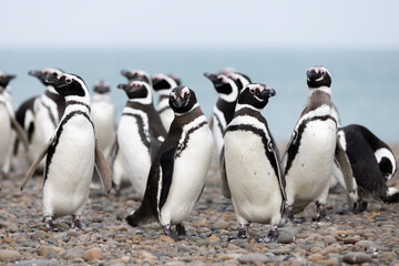 Magellanic penguins at the beach of Cabo Virgenes at kilometer 0 of the famous Ruta40 in southern Argentina, Patagonia, South America 
