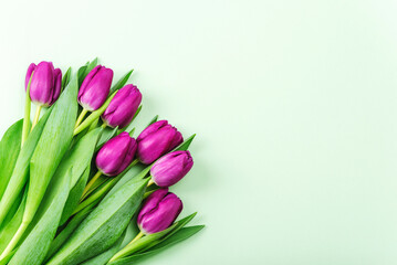 Purple tulip flowers on light green background. Valentine's Day, Mother's Day, Women's day holiday concept. Top view, flat lay, copy space