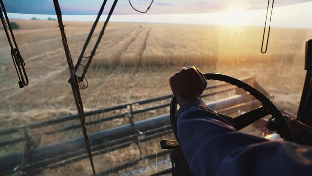 View from cabin of harvesting combine on hands of driver controlling transport and turning steering wheel. Mechanism process collecting crop on wheat field on sunset. Agricultural agribusiness.