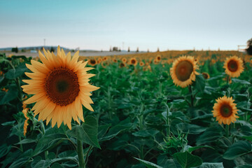 Sunflower garden on the summer season