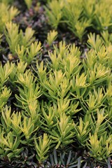 Obraz premium grass background