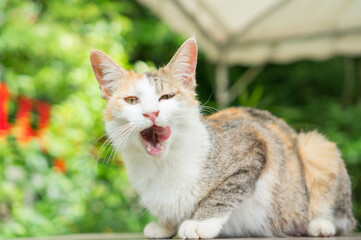 京都 初夏の伏見稲荷大社の森でリラックスする野良猫