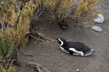 Magellanic penguin at the beach of Cabo Virgenes at kilometer 0 of the famous Ruta40 in southern Argentina, Patagonia, South America 
