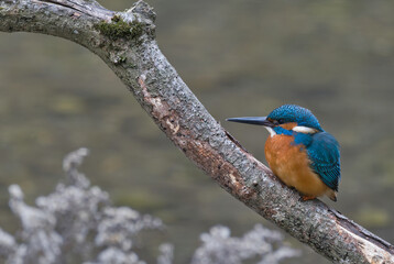 eisvogel, bird, wild lebende tiere, wild, blau, natur