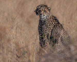 Naklejka na ściany i meble Two young cheetah cubs sitting close behind one another while observing potential prey 