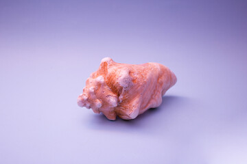 Shell pink on a purple background, contrasting colours