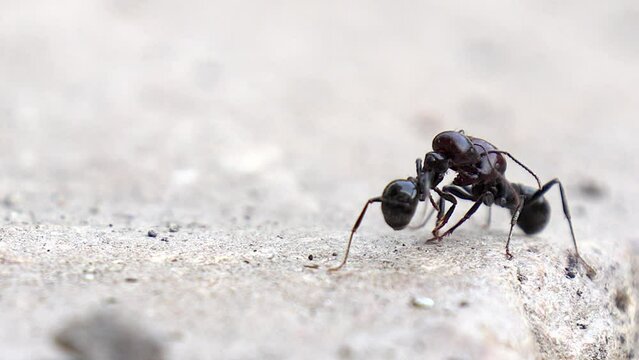 Carpenter Ants fighting and struggling to show which is the strongest.