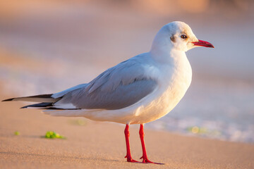 Fototapeta premium Seagull on the beach sand against the sea