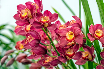 Cymbidium New Sensation x Half Moon 'Makka na Taiyo' a red flowered orchid