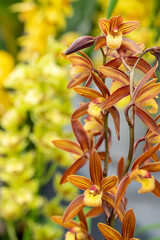 Cymbidium Eastern Noble 'Hanakagari' an orange flowered orchid