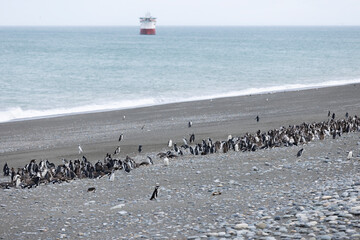 Magellanic penguins at the beach of Cabo Virgenes at kilometer 0 of the famous Ruta40 in southern Argentina, Patagonia, South America 