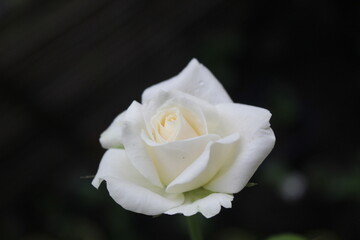 a white rose blooming on a black background