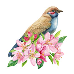 bird on blooming branch, sakura flowers, spring watercolor illustration, hand drawn