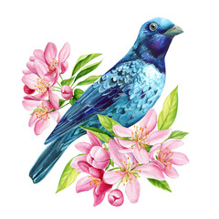 Blue bird on flowering branch, sakura flowers, spring watercolor illustration, hand drawn starling