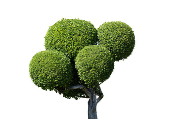 Dwarf tree isolated on transparency background