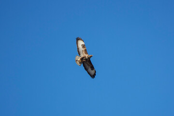 beautiful specimen of eagle on the background of the blue sky