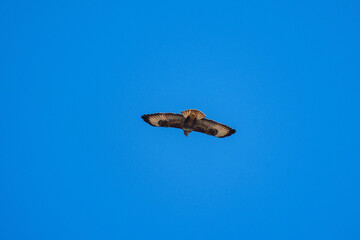 beautiful specimen of eagle on the background of the blue sky