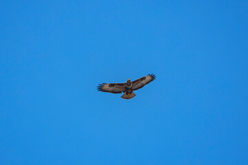 beautiful specimen of eagle on the background of the blue sky