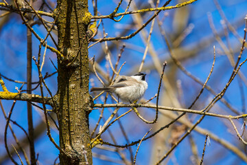 Grey tit (Melaniparus afer) perched on a twig
