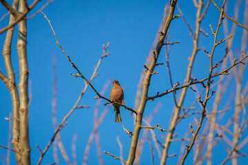Common chaffinch (Fringilla coelebs) perched on a branch in the tree
