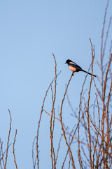 magpies sitting on the branches of a tree
