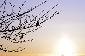Fototapeta na wymiar 夕日に照らされる枯れ葉と冬の枝