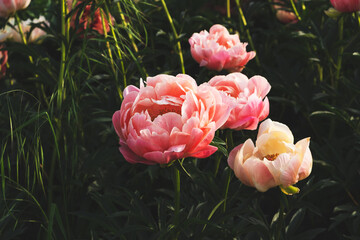 Beautiful fresh coral pink peony flowers in full bloom in the garden. Summer natural flowery background.