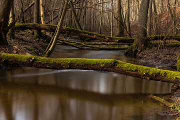A charming river in a forest gorge