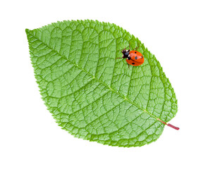 Ladybug on a green leaf of a tree. Isolated. Copy space