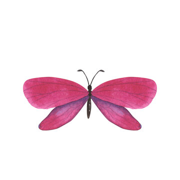 Magenta pink color butterfly with detailed wings isolated. Watercolor hand drawn realistic insect llustration for design