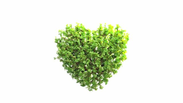Heart shaped tree Grow on white background. Alpha Channel, cg animation, 3D Render.