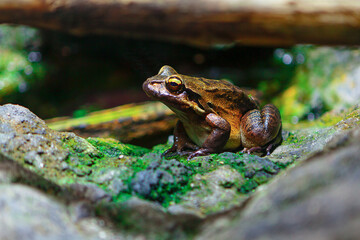 Frog standing in nature . Pickerel frog Lithobates Palustris