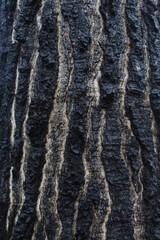 Close up view of abstract old tree bark