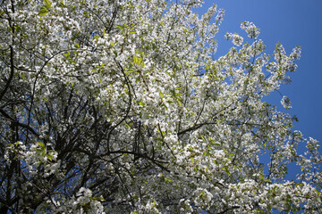 blossom trees in spring park
