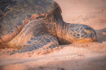 Close up of a sea turtle in the sand on the island of Maui, Hawaii