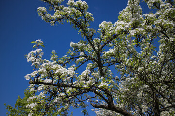 blossom trees in spring park