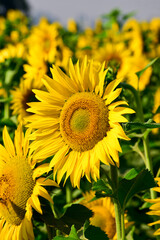 Sunflower natural background, Sunflower blooming, Close-up of sunflower