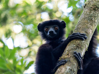 Sifaka Edvardsova, Propithecus Edvardsi, Milne-Edwards's sifaka