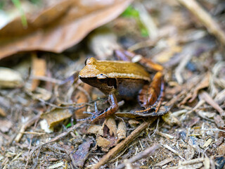 Small endemic frog Brown Mantella, Mantidactylus melanopleura, species of small frog in the Mantellidae family. Ranomafana National Park. Madagascar wildlife animal