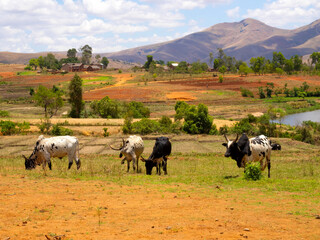 Grazing cattle in Andringitra National Park. Madagascar.