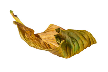 Macro photo of an autumn yellow-green withered leaf of a plant isolated on a transparent background