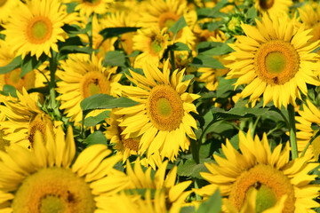 Sunflower natural background, Sunflower blooming, Close-up of sunflower