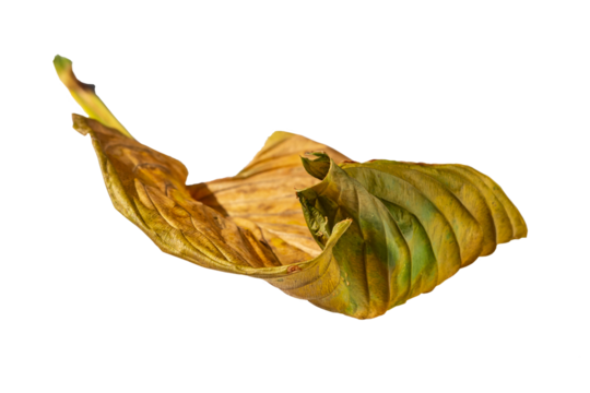 Macro photo of an autumn yellow-green withered leaf of a plant isolated on a transparent background