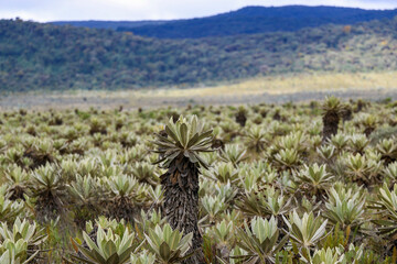 Frailejones de paramos