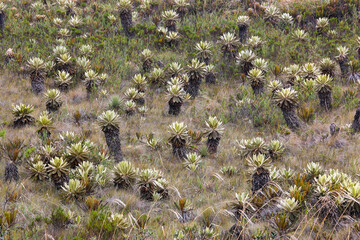 Frailejones de paramos