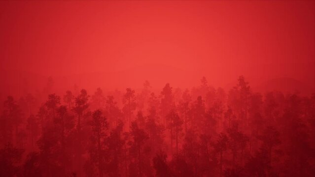 Flying over Red Fog Forest